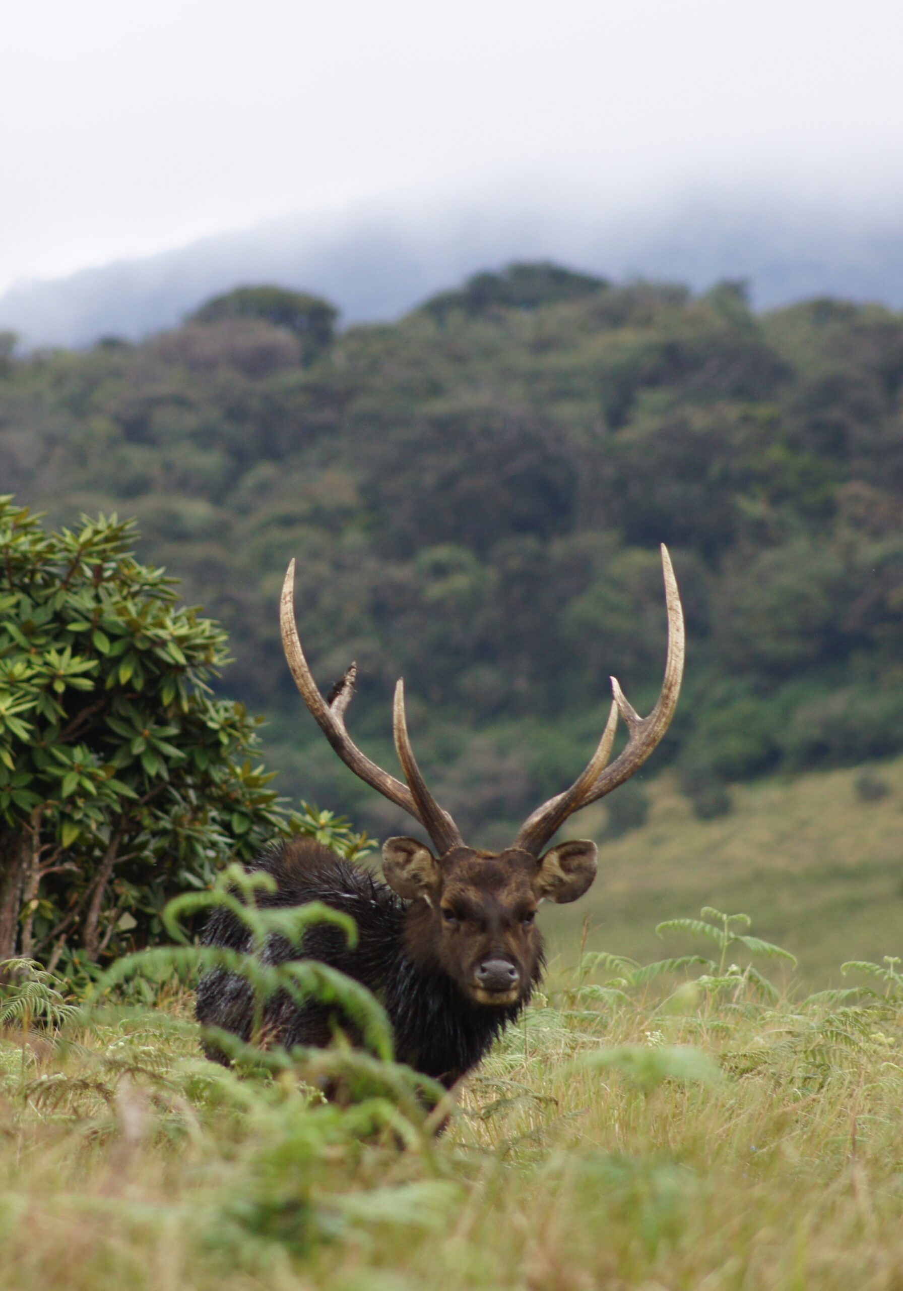 Horton Plains