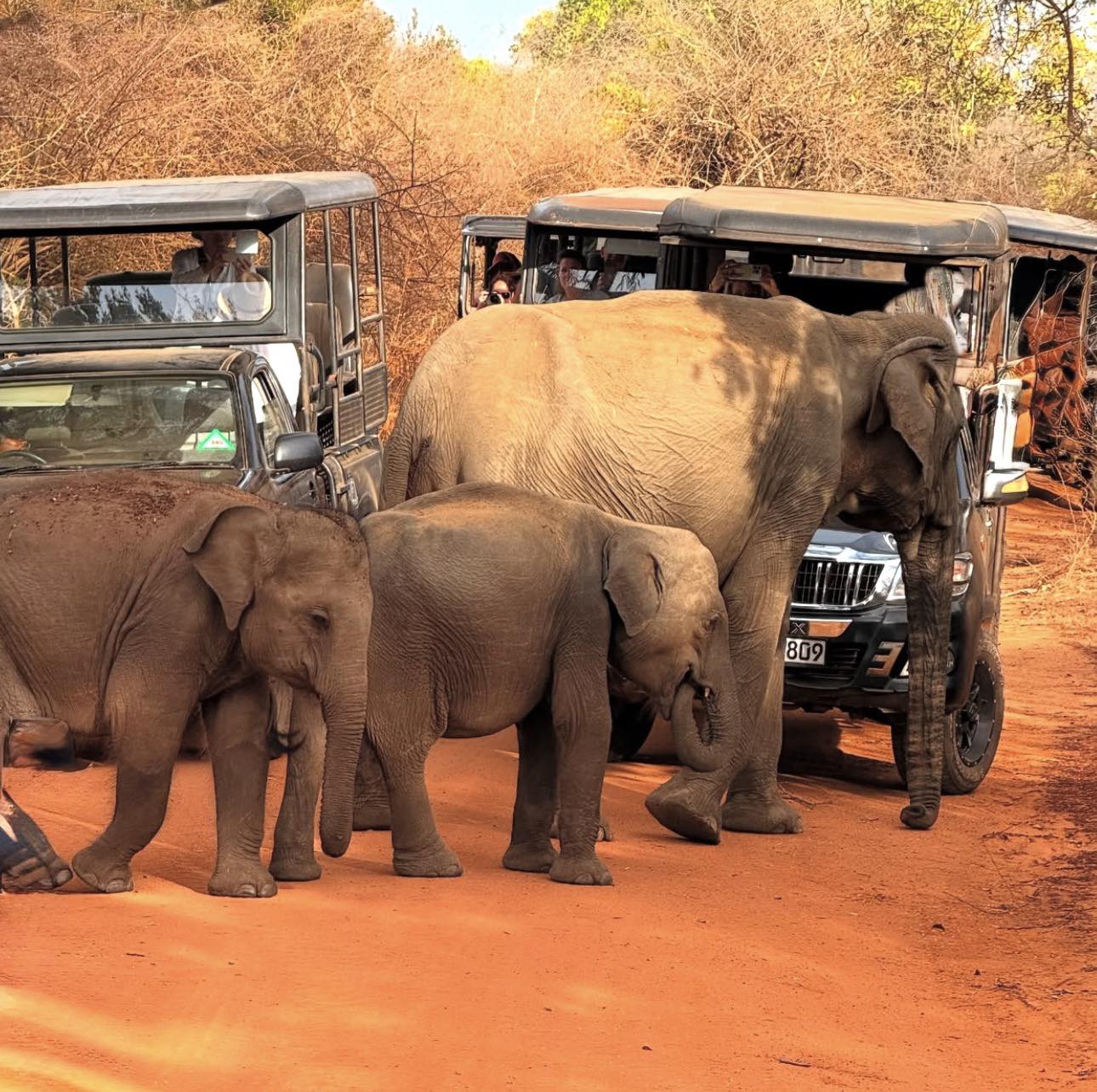 Yala National Park Safari Sri Lanka