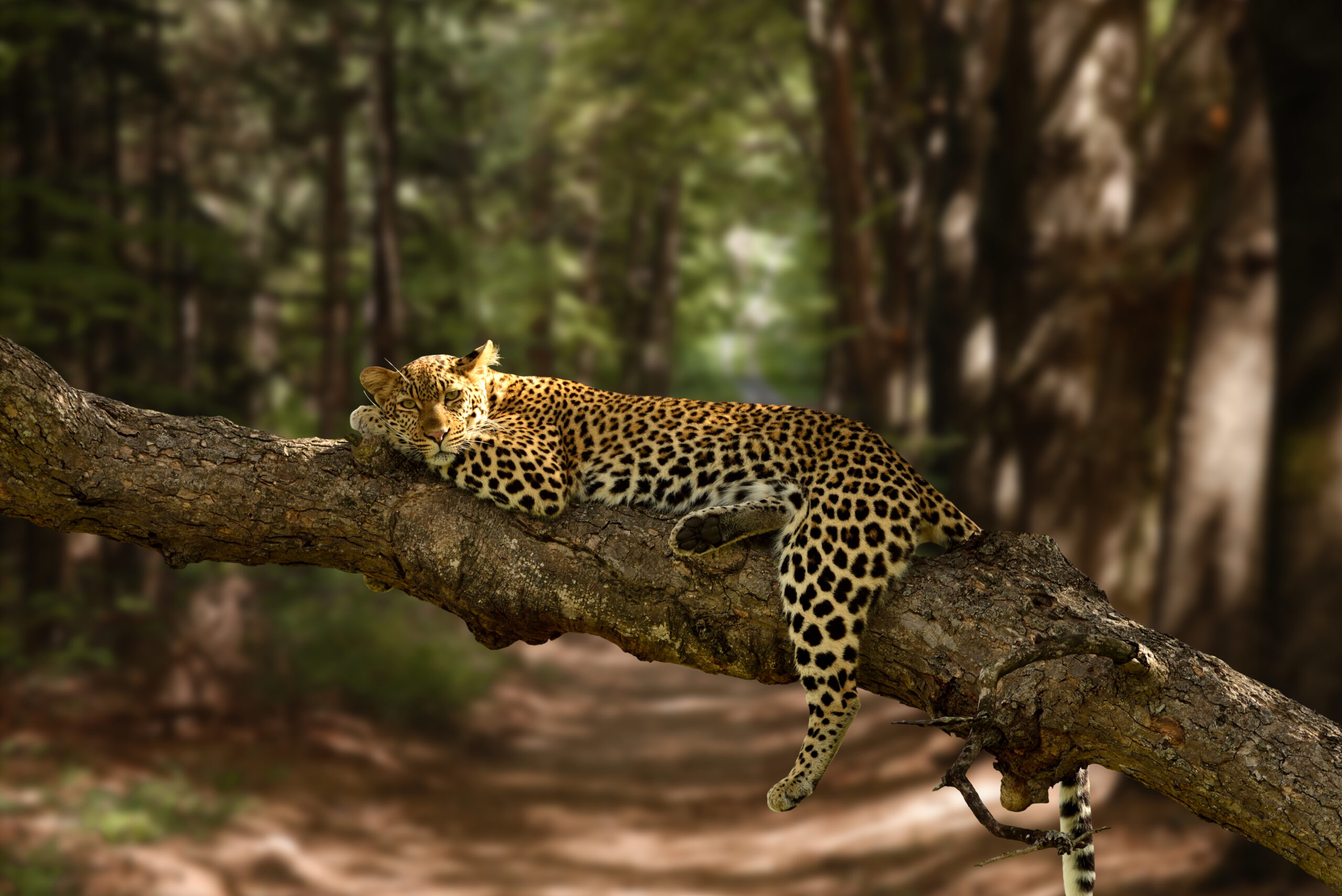 Yala National Park