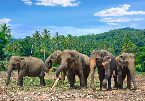Pinnawala Elephants