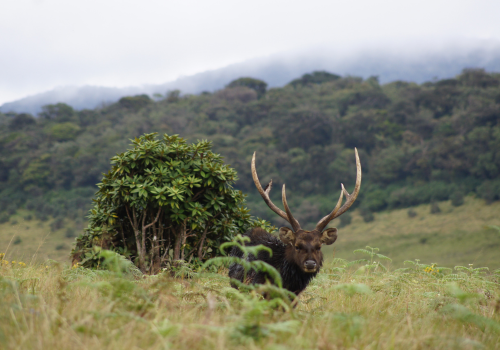 Horton Plains World's End