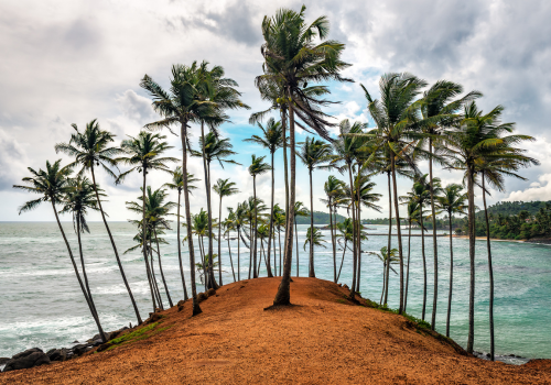 Coconut Tree Hill Mirissa